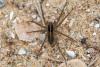 Pardosa sp.
